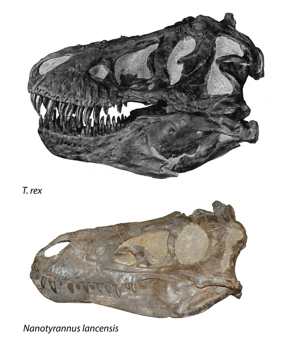 Nanotyrannus