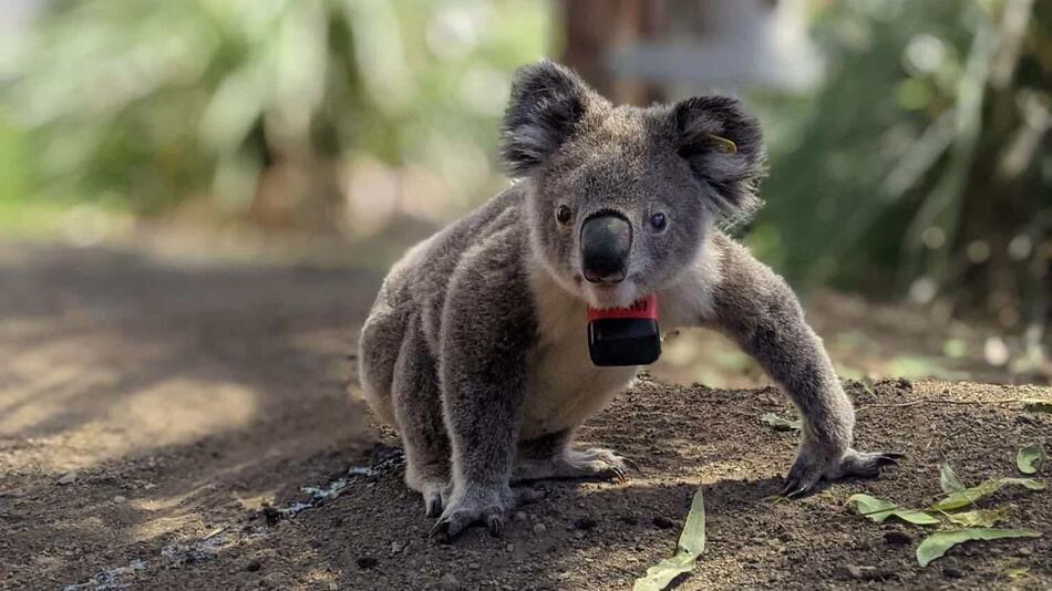 Koalas