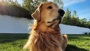 Tucker ist tot: Trauer um den beliebten Golden Retriever