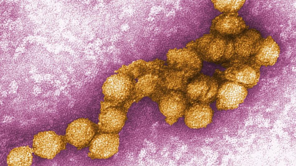Zwei weitere bestätigte West-Nil-Virus-Infektionen in Deutschland