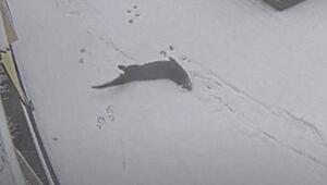 Otter im Schnee