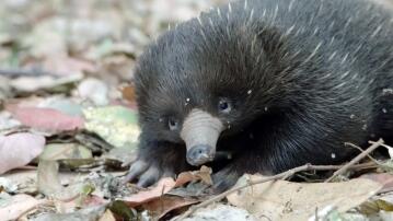 Ameisenigel, Echidna, USA, Zoo, San Diego