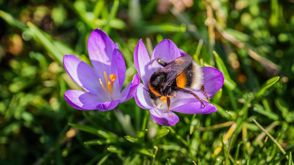 Frühlingsboten im Schlosspark
