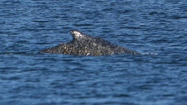 Wal an der Ostseeküste wieder frei