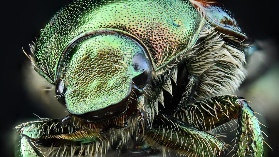 Invasive Käfer in Deutschland aufgetaucht