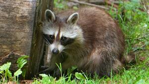 Waschbär
