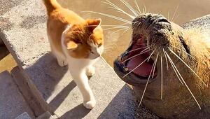 Bei der Fütterung: Freche Katze geht Robben auf die Nerven