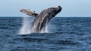 Buckelwal, Wale, Tiere, Lebensraum, Ozean, Klimawächter, Lebensraum