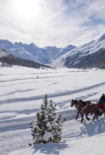 Pferdeschlittenfahrt mit Gletscher-Panorama