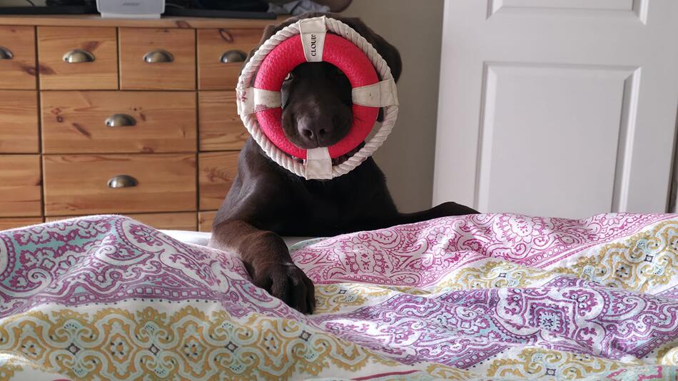 Diese Hunde haben die Herzen unserer Leserinnen und Leser erobert