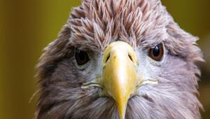 Europäischer Seeadler