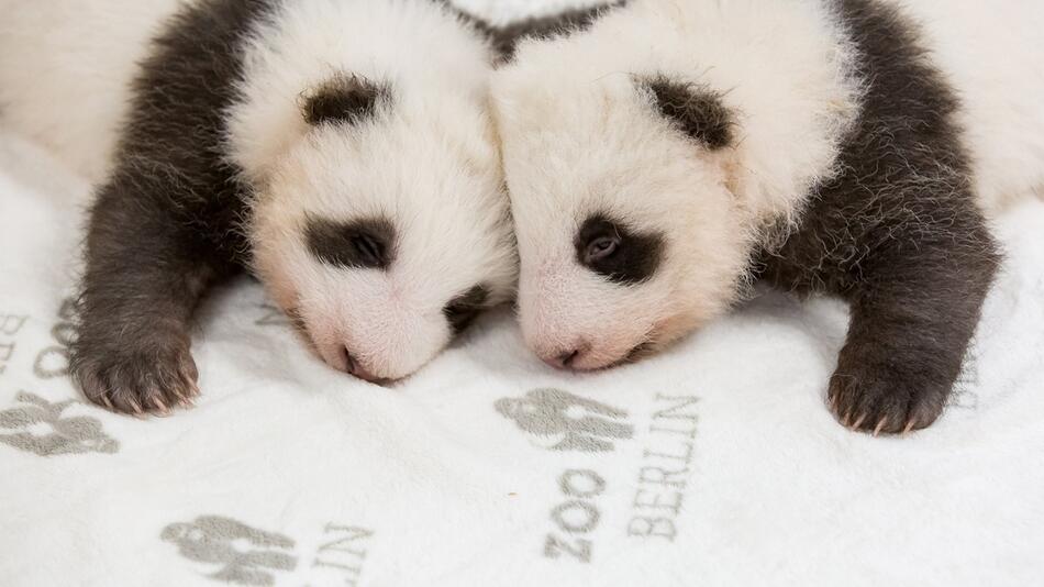 Berliner Panda-Zwillinge kuscheln zum ersten Mal miteinander
