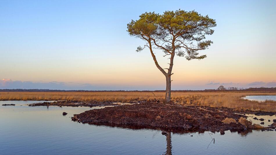 Baum, Niedersachsen