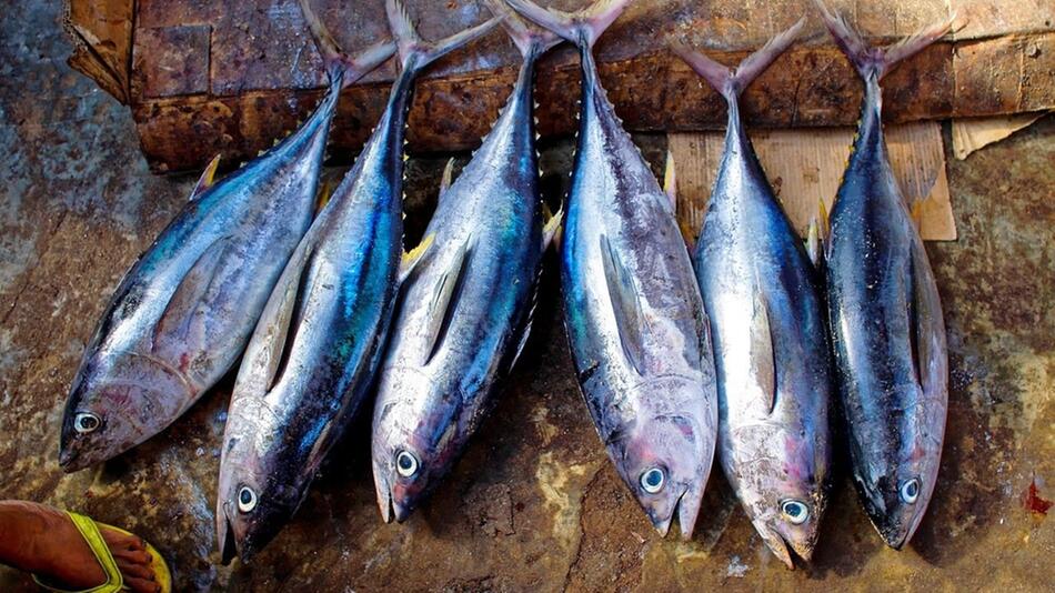 thunfisch quecksilber