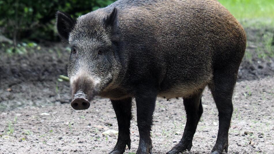 Frau findet verletztes Wildschwein in Hawaii.