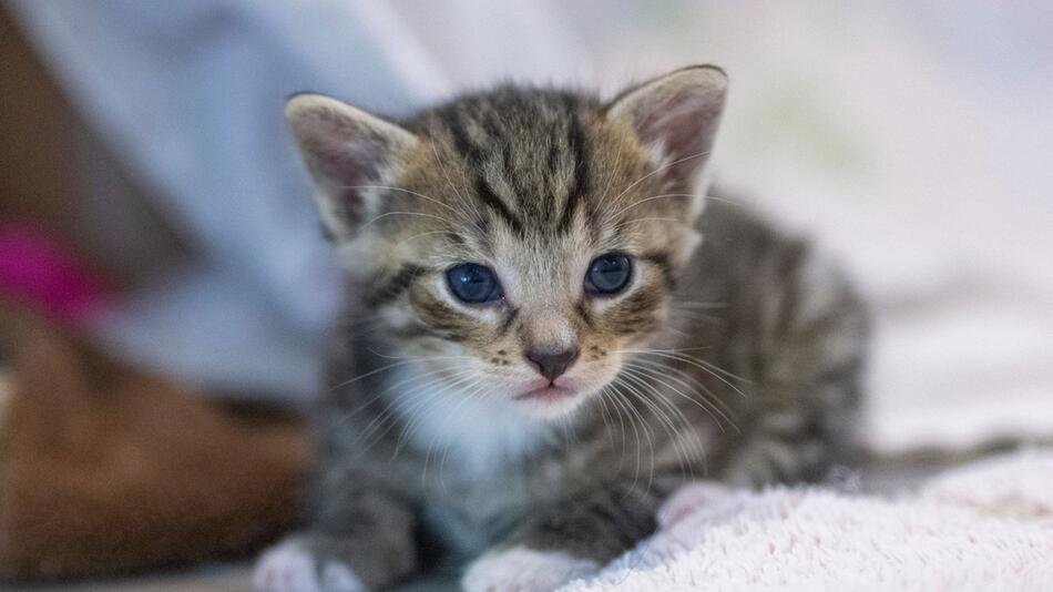 Tierschützer warnen vor Katzenschwemme