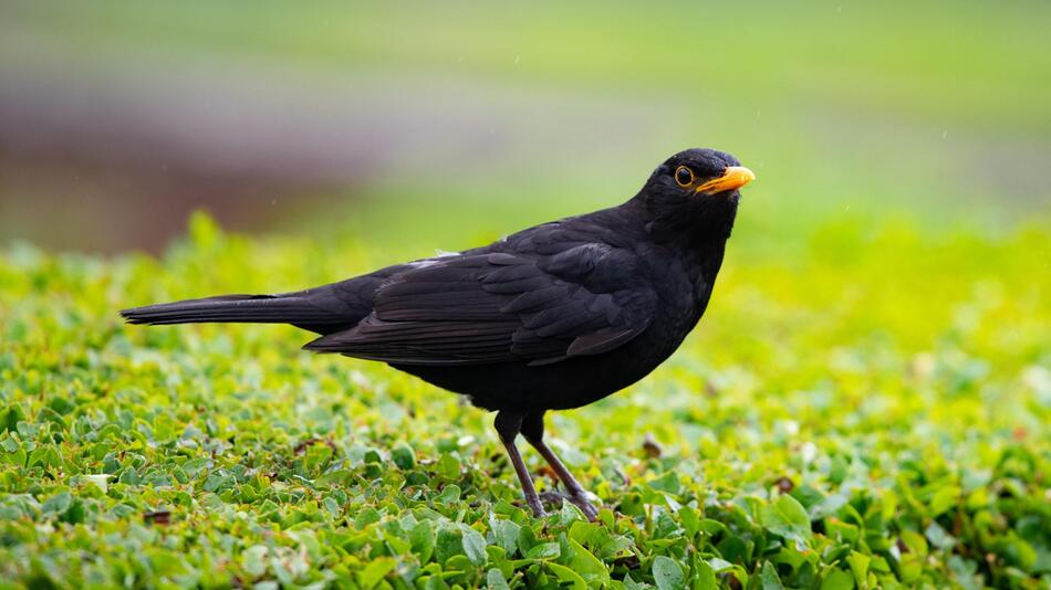 Amsel und Krokusse verstehen sich nicht sehr gut.