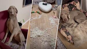 Ertappt: Hunde zerlegen ihr Bett und hinterlassen riesiges Chaos