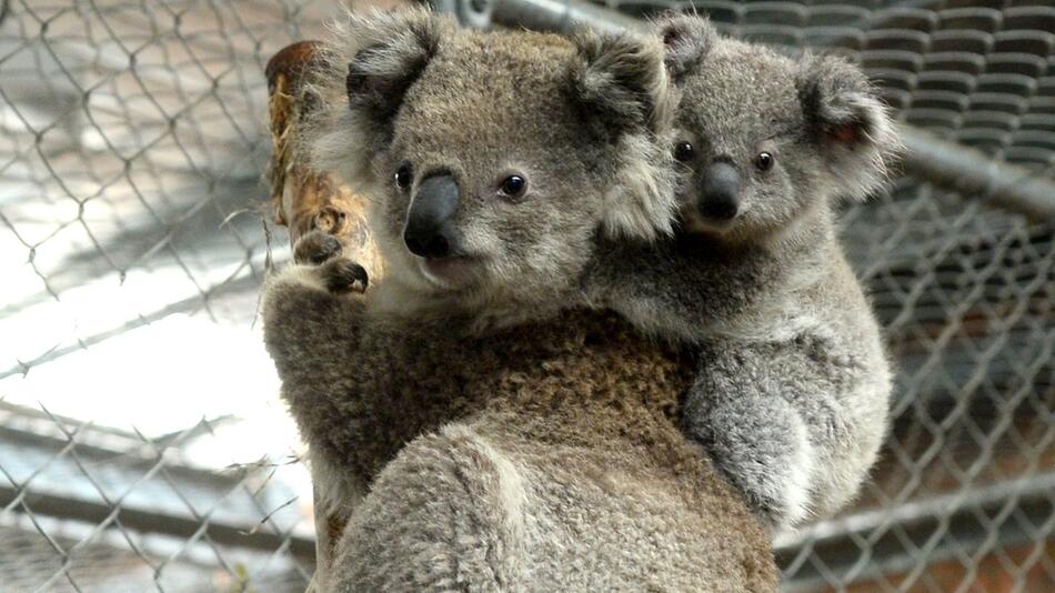 «Fünf-Sterne-Hotel» für gerettete Koalas in Australien