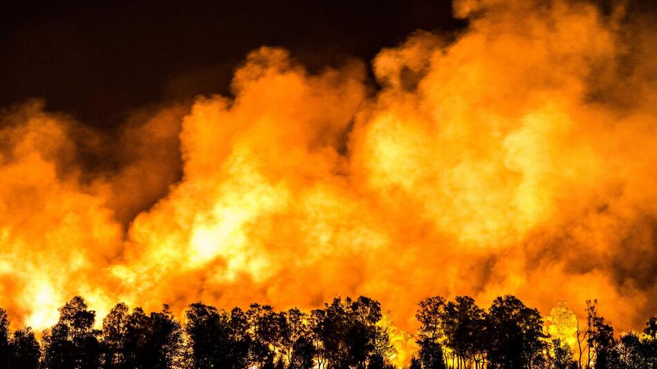 Waldbrand im deutsch-niederländischen Grenzgebiet