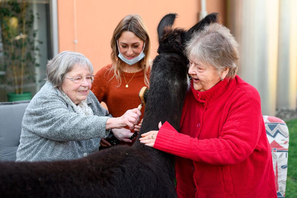 Therapie-Alpakas und Lamas im Seniorenheim Rudolstadt