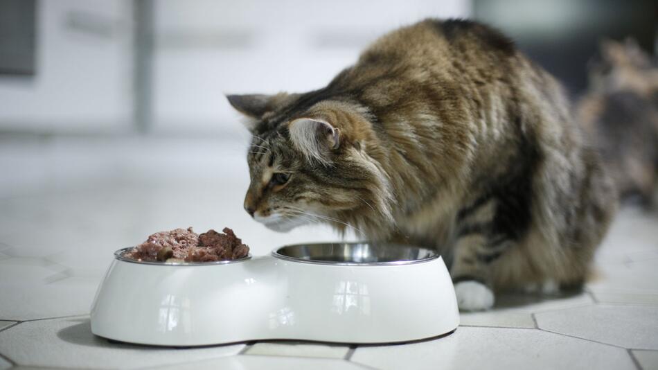 Cat Food: What Should Be in It?