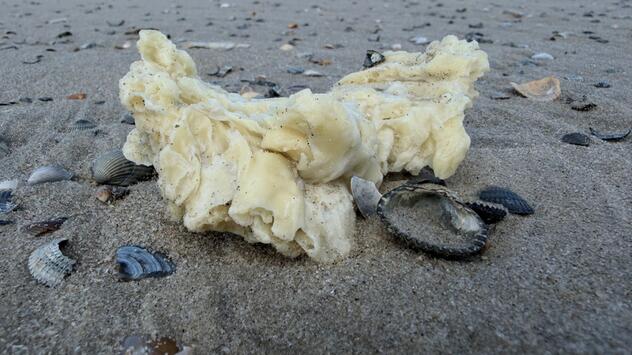 Weiße Klumpen an Stränden von Nordseeinseln angespült