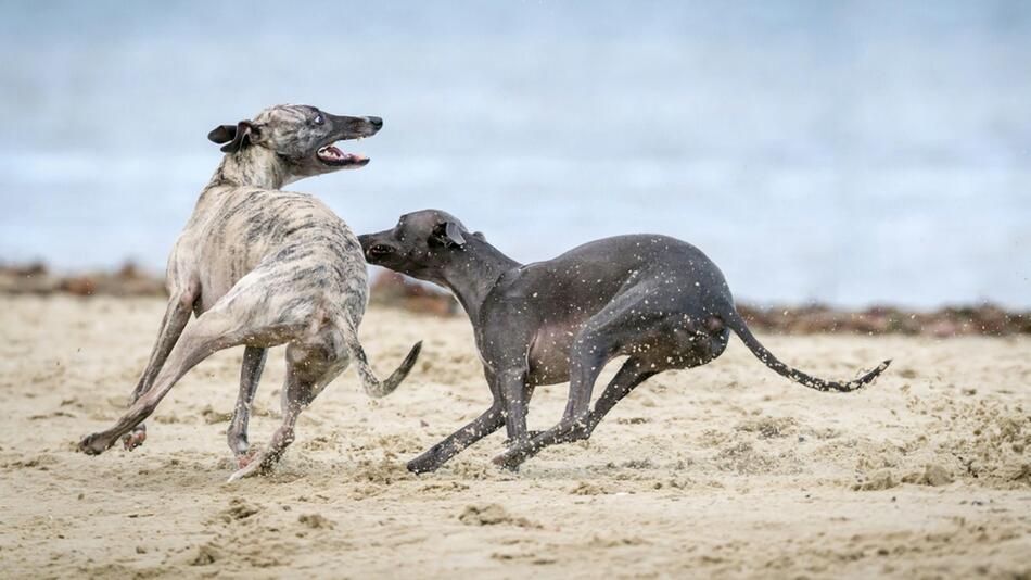 Das kannst Du tun, wenn Hunde kämpfen.