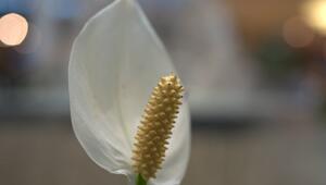 Einblatt Winter