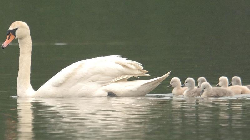 Schwanenfamilie