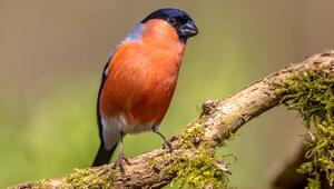 Vogelkunde, Krähe, Rabe, Schwalbe, verwechseln, ähnlich, Unterschiede, heimisch, Merkmale