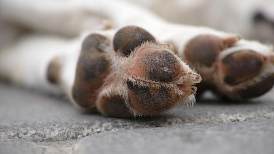 So schützt Du die Pfoten Deines Hundes im Winter.