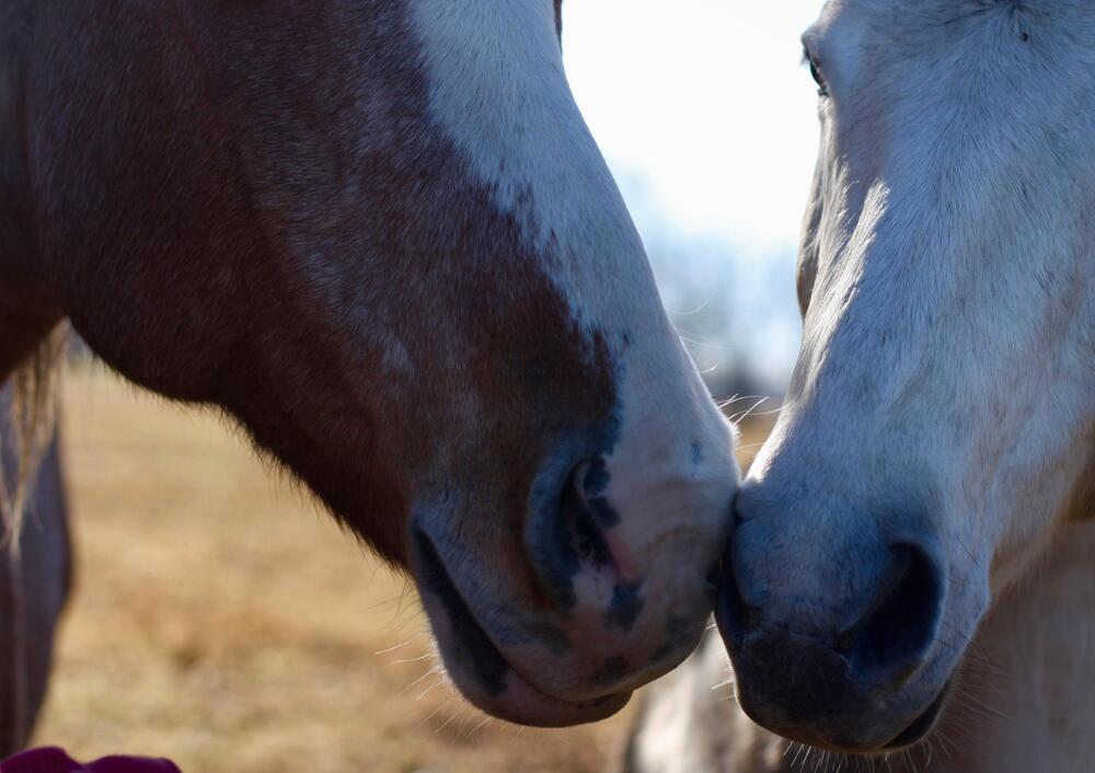 Miteinander kommunizieren Pferde über Nüstern.
