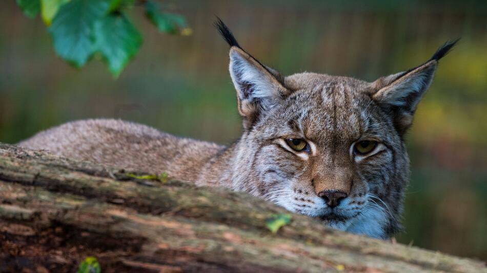 Luchs