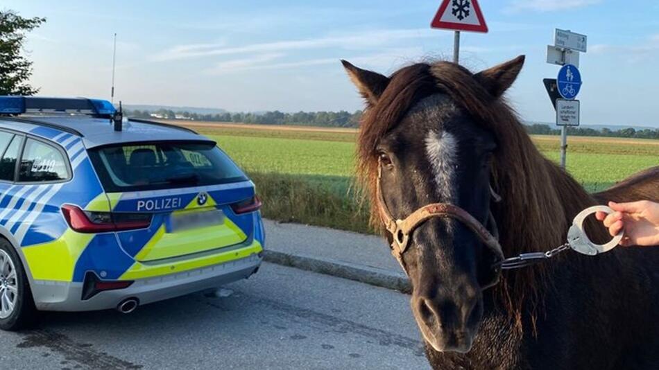 Polizistin fängt Pony mit Handschellen ein