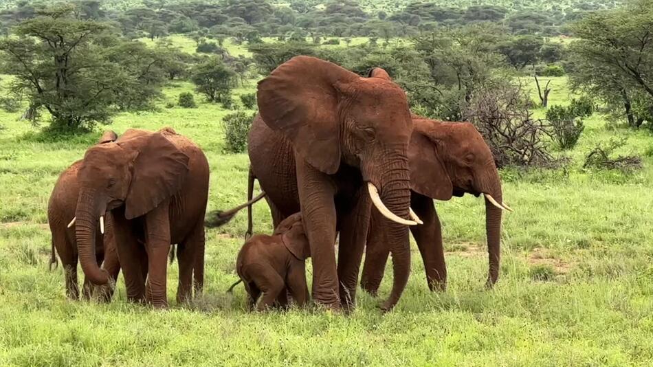 Elefantenzwillinge mit ihrer Mutter