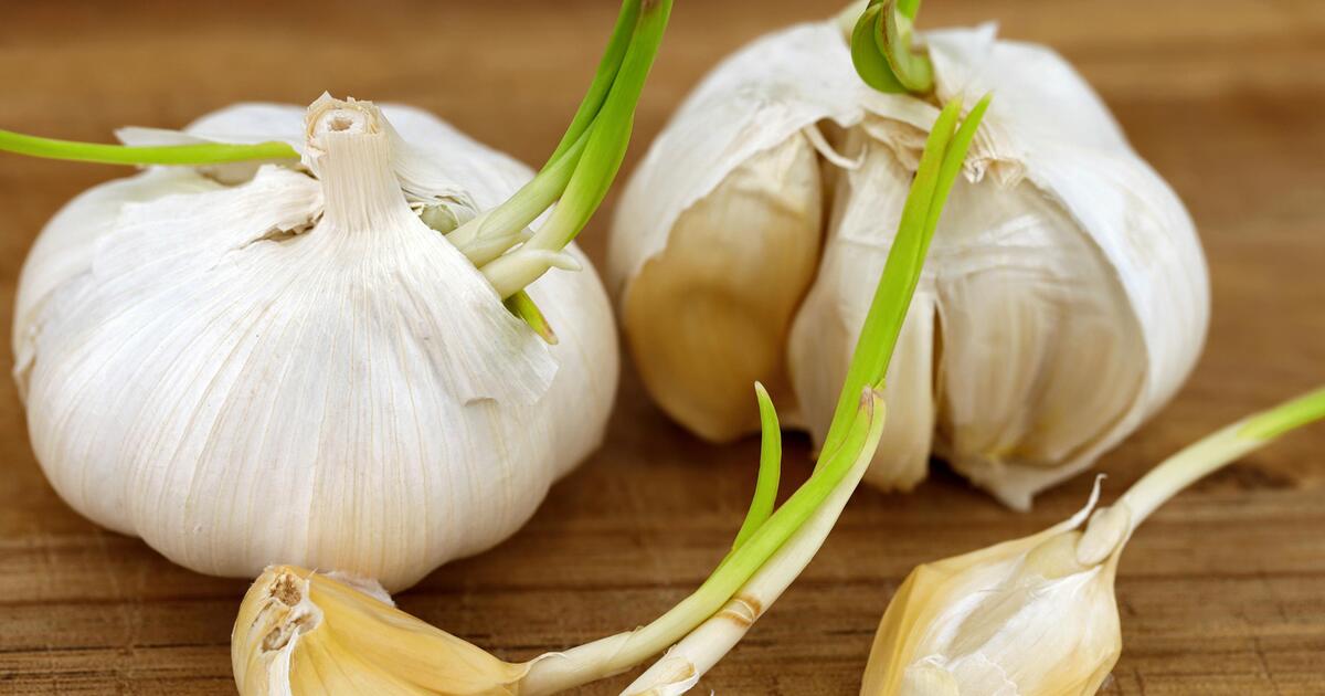 Kann Man Knoblauch Essen Wenn Er Keimt Der Knoblauch keimt: Ist er noch essbar oder gefährlich? - Video | GMX