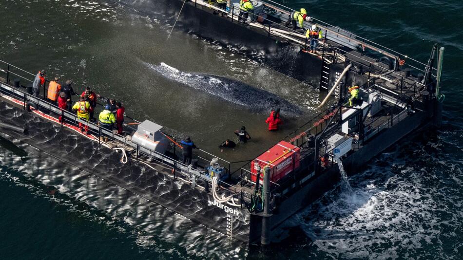 Wal-Transport geht in die entscheidende Phase
