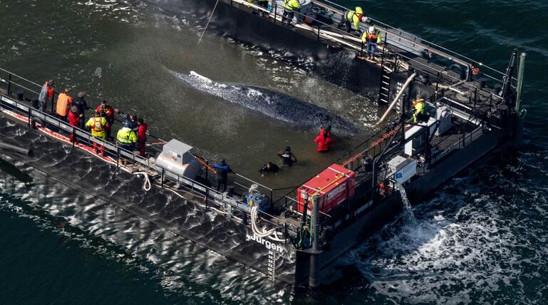Weitere Entwicklung zum Buckelwal in der Ostsee