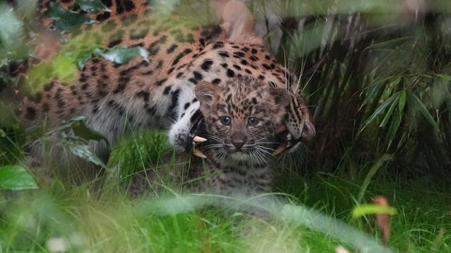 Nachwuchs bei den Leoparden im Tierpark Hagenbeck