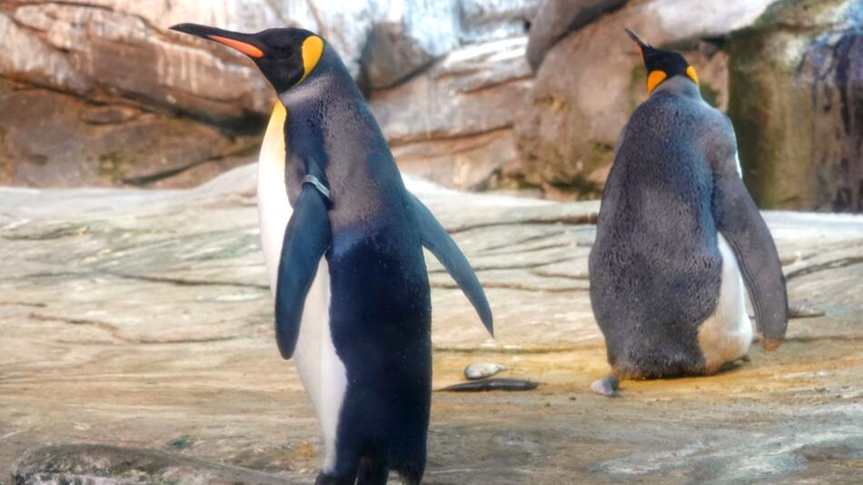 Schwules Pinguin-Paar