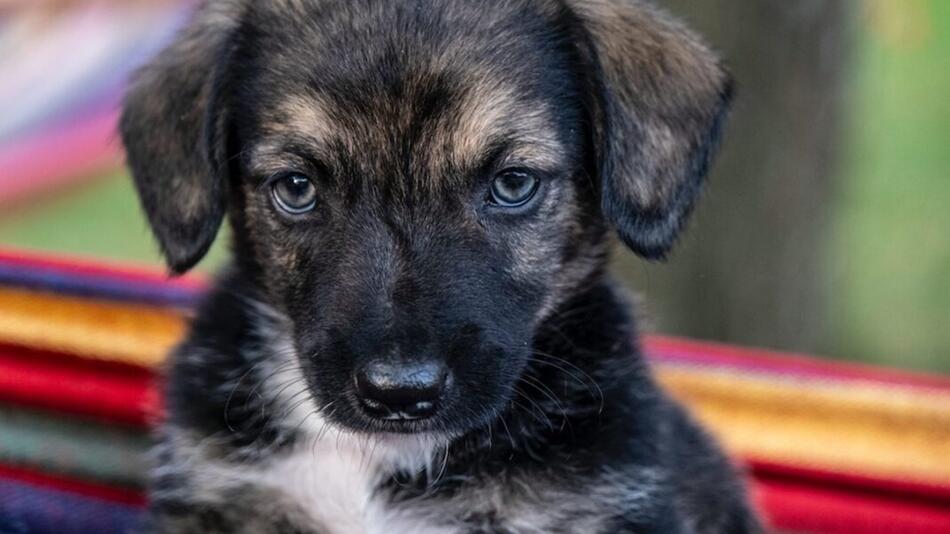 Hund wurde von Tierquäler ertränkt.