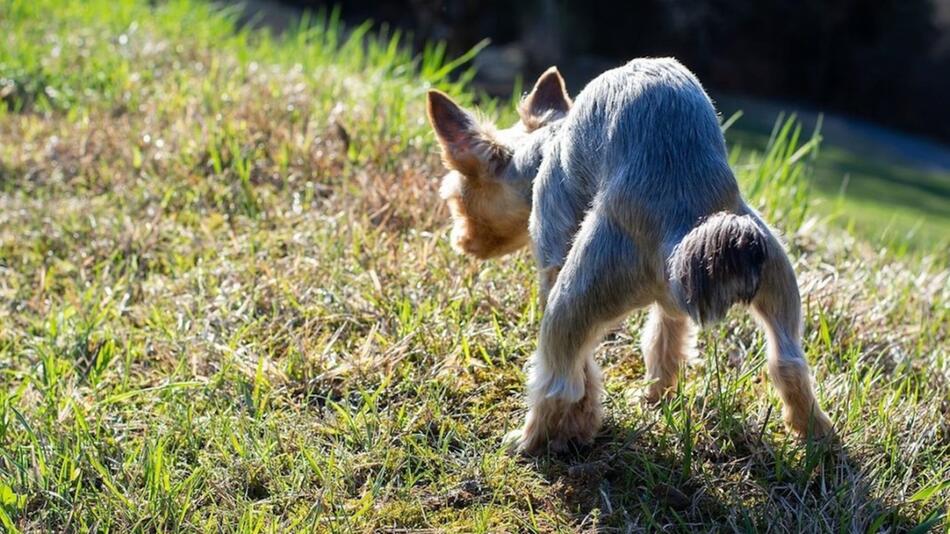 Neue DNA-Datenbank für Hunde in Südtirol.