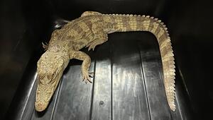 Krokodil in Hongkong beschlagnahmt