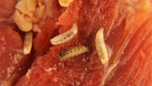 Maden auf Fleisch