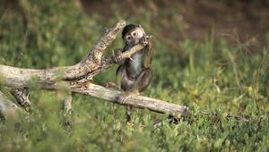 Pavian Baby