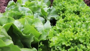 salat aufbewahren