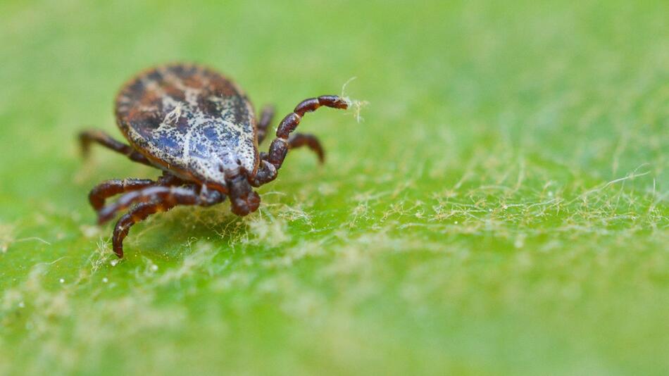 Vorsicht vor Zecken bei coronakonformen Treffen draußen