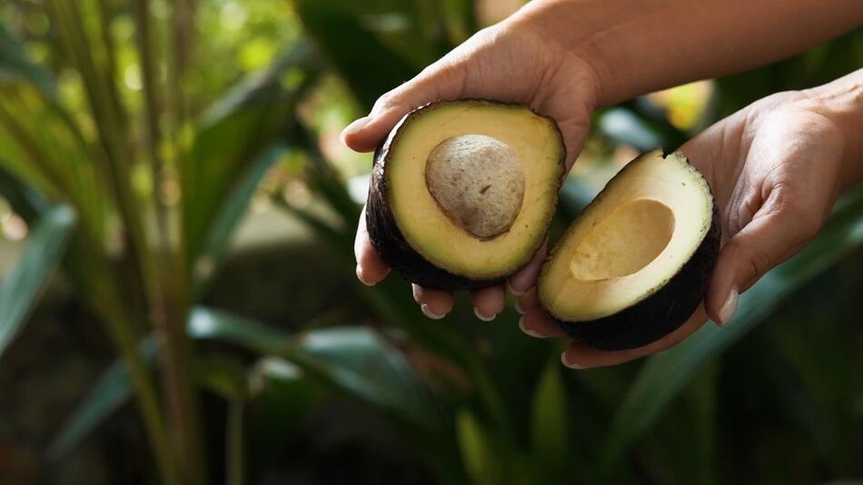 Neue Studie: Avocados können die Kalorienaufnahme senken