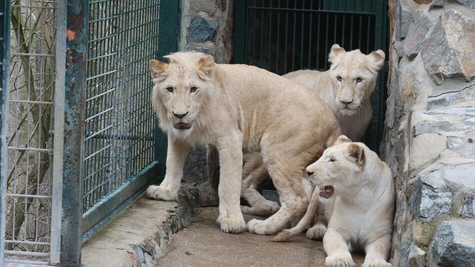 KINA - Weiße Löwenkinder ziehen um